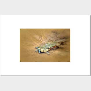 Blue Crab Hiding in the Sand Posters and Art